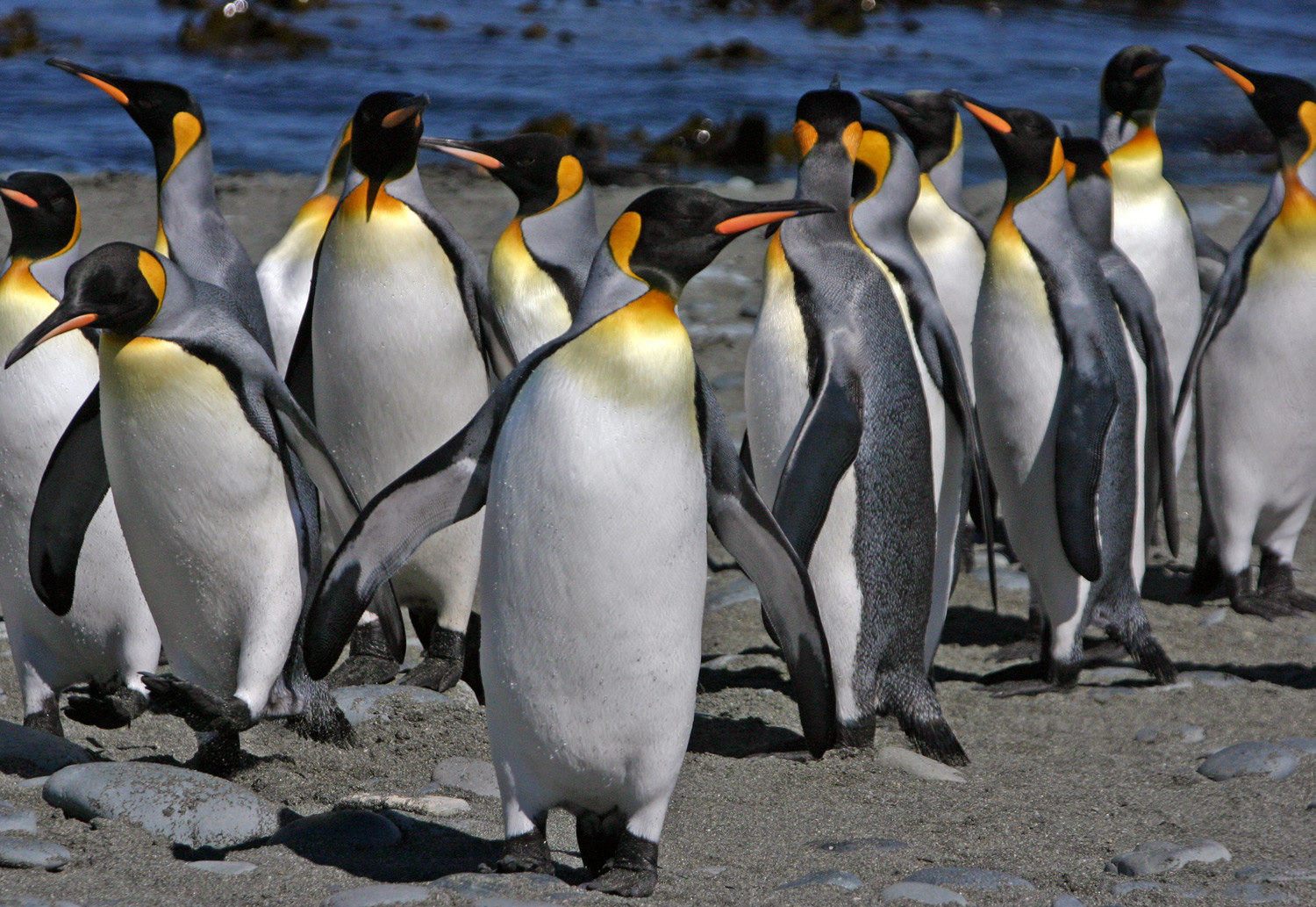 Where do King penguins live?